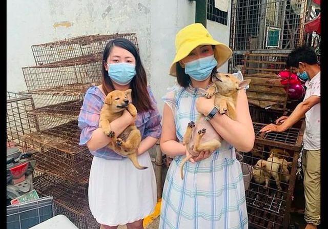 據報有國際動物保護組織的義工救了一些被送往宰殺的小狗。(網圖)