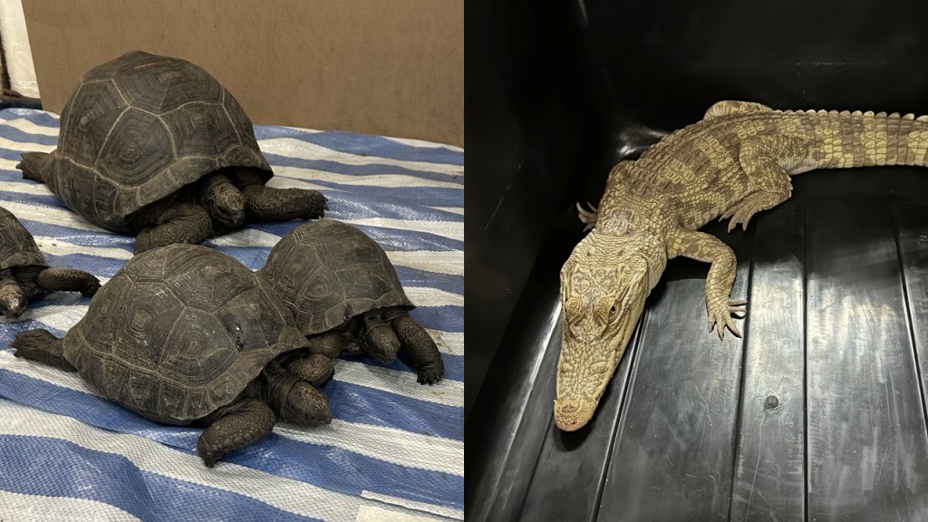 深水埗鱷魚｜共發現64隻動物 30隻屬瀕危爬行類 被捕女聲稱用作教育