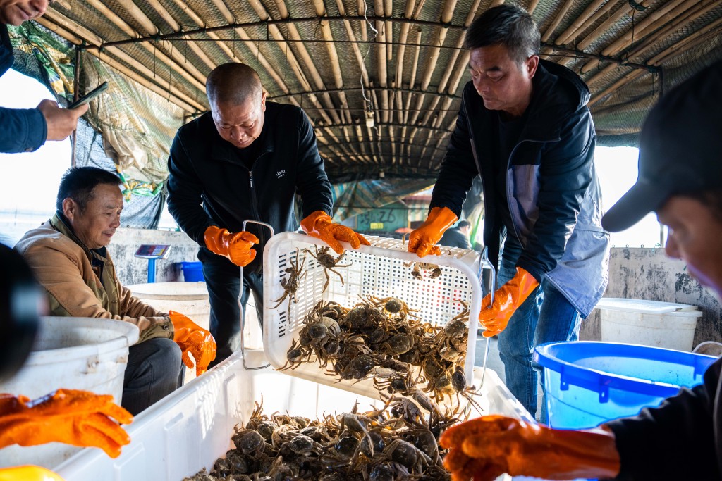 數年前大批蟹農擴產商，令今年大閘蟹供過於求。新華社