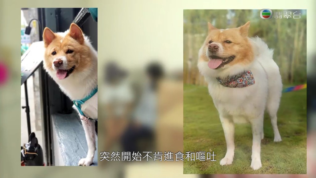 狗主Alison去年8月察覺愛犬夢夢不肯進食及嘔吐。