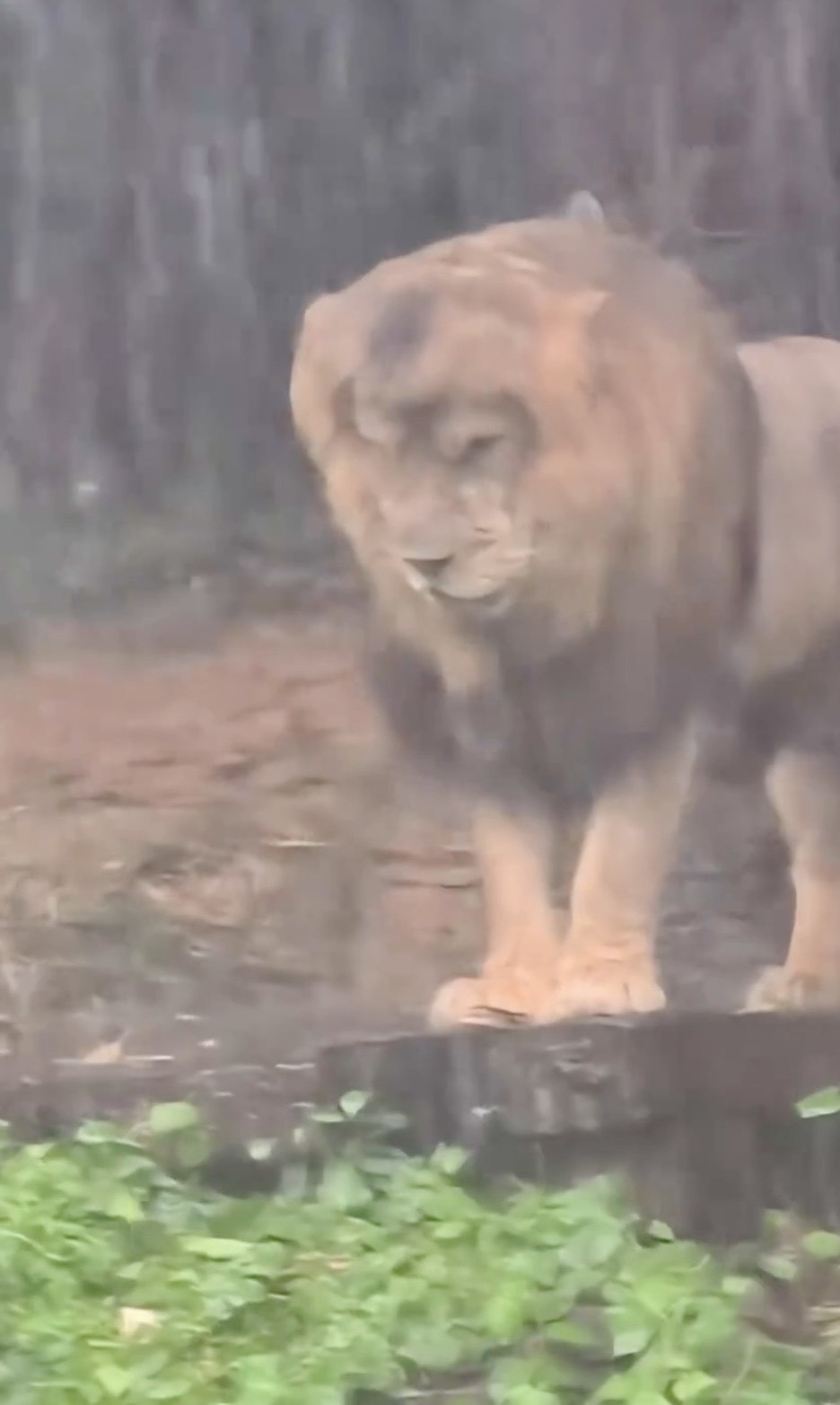 长隆野生动物世界狮子淋雨失恋样惹关注。 长隆野生动物世界狮子淋雨失恋样惹关注。