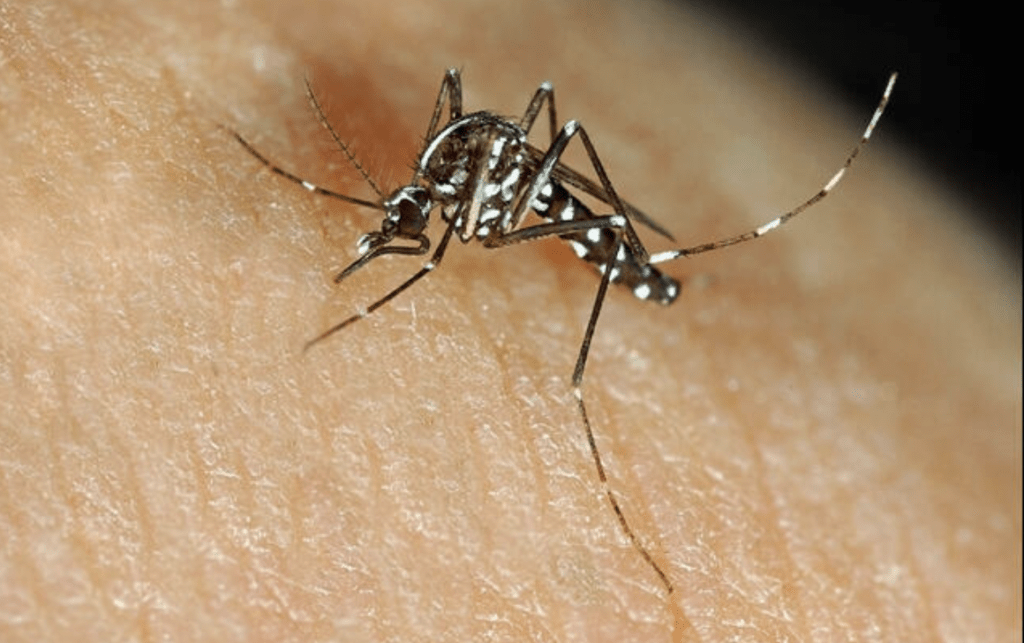 英國今年亦首度發現白紋伊蚊(Aedes albopictus)的卵。Alamy 示意圖 英國今年亦首度發現白紋伊蚊(Aedes albopictus)的卵。Alamy 示意圖