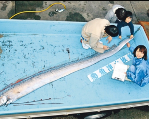 皇帶魚隨後被送往鄰近的魚津水族館進行研究。網上圖片