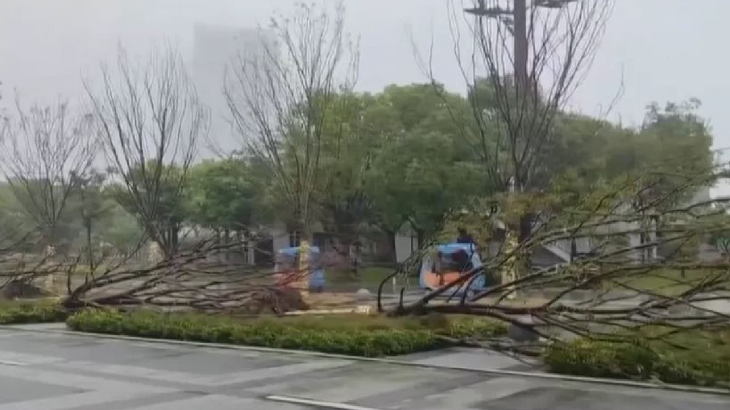 台风“贝碧嘉”登陆上海，街道的整排树木被吹倒。央视