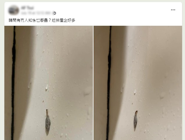 樓主近日在「沙田之友」FB帖文中附有「怪蟲」爬牆的相片及短片。