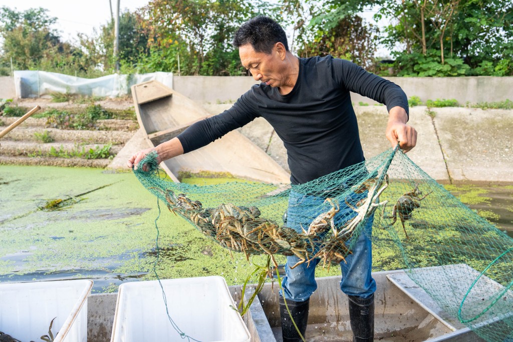 湖南蟹农捕捞大闸蟹。(新华社)