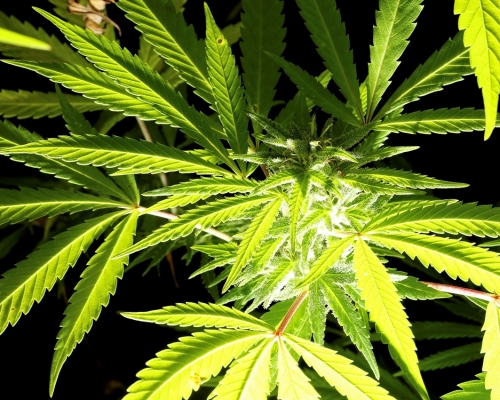 德國候任政府三個執政黨研究推動大麻合法化。路透社資料圖片