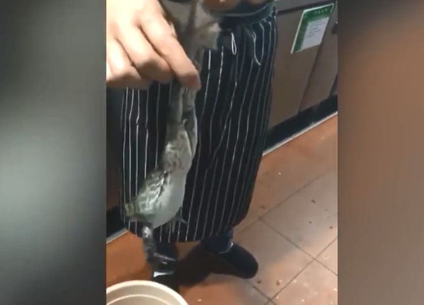 牛蛙憑像貓叫聲逃出一劫。網圖