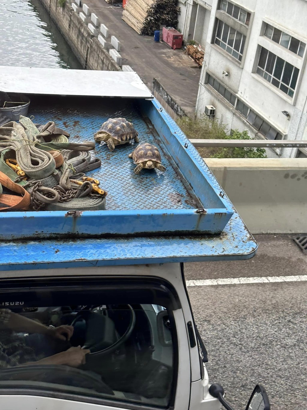 吊雞車頂的2頭豹紋陸龜在行車期間完全無任何安全措施。(facebook車cam L群組)