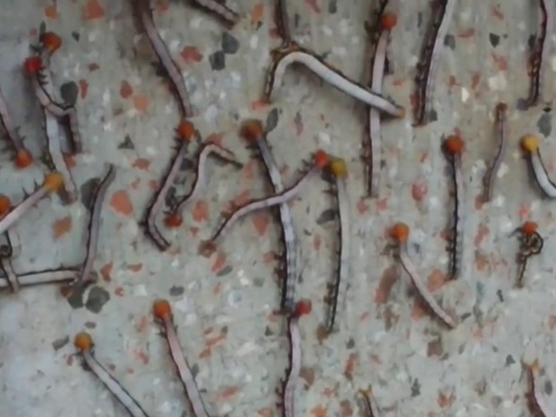 上万只夜蛾幼虫很是吓人。网图