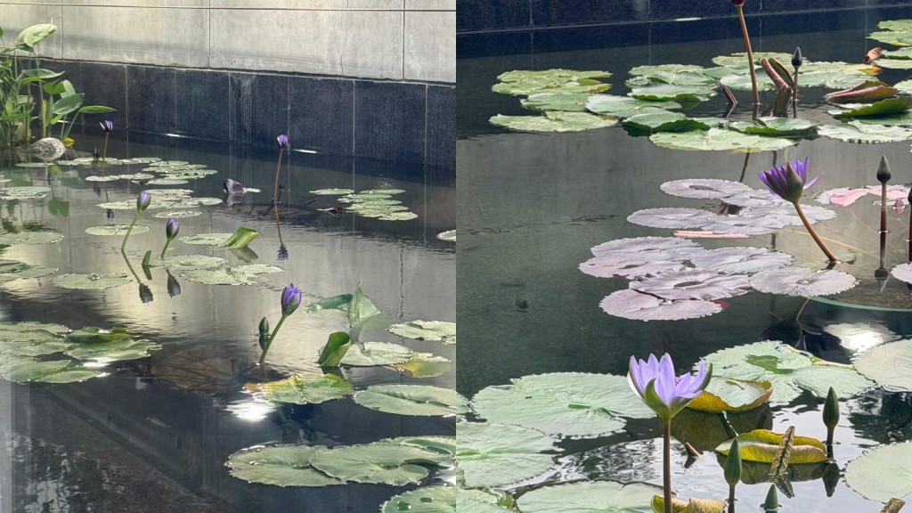 立法會獲寶蓮寺贈蓮  梁君彥：蓮喻「廉」 勉議員不濫權、不謀私利。梁君彥fb