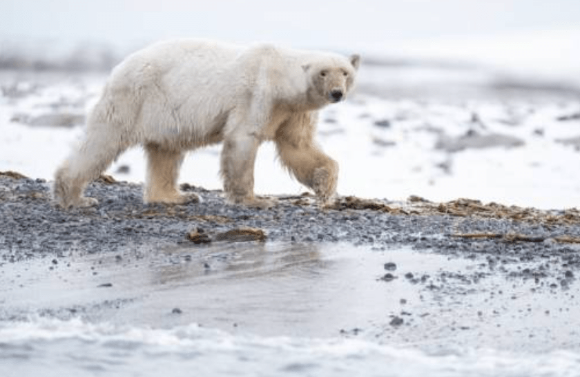在極端環境威脅下，科學家發現北極熊正展現出驚人的生存本領。法新社