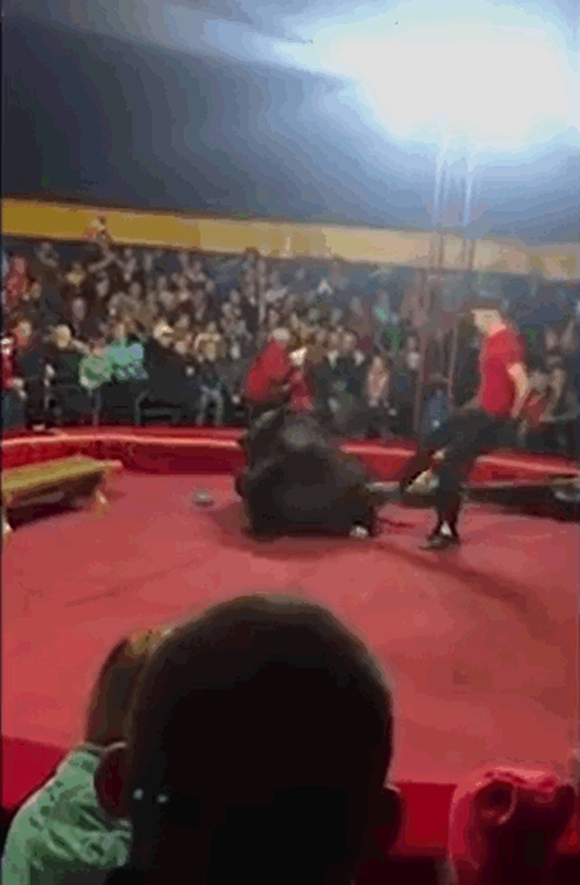 另一名驯兽师见状赶紧上前用脚踢棕熊。网图