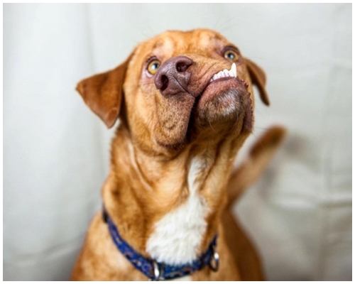 美國一隻十個月大的狗因臉部畸形扭曲變形，而被取名「畢加索」(Picasso)。網圖