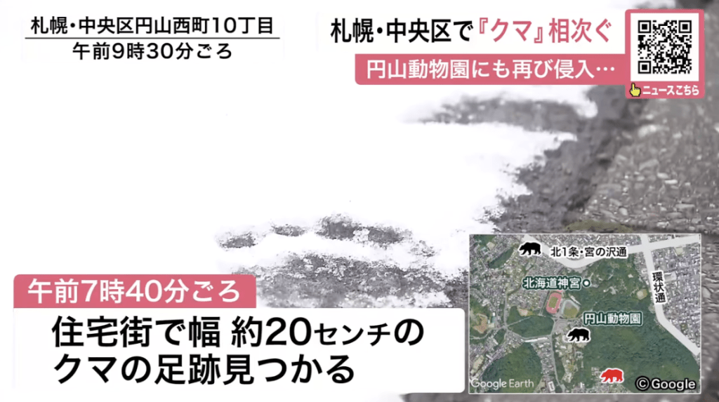 北海道札幌市中央區近日熊蹤頻仍，11日早晨再度在圓山動物園及周邊住宅區發現棕熊足跡，令居民人心惶惶。Youtube@北海道ニュースUHB 