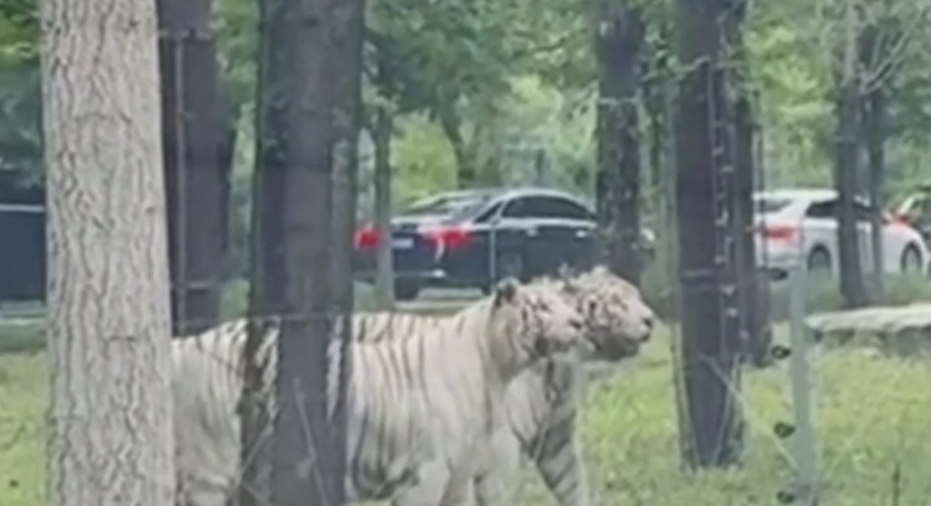 河北動物園兩輛車發生擦碰,多人下車爭論兩隻白虎一旁圍觀。抖音@青流視頻 河北動物園兩輛車發生擦碰,多人下車爭論兩隻白虎一旁圍觀。抖音@青流視頻