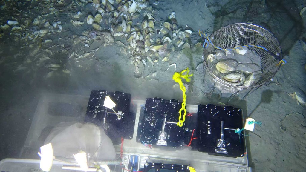 研究人员在南海海马冷泉HM-3位点，进行「白瓜贝」的原位移植培养实验。 受访者提供
