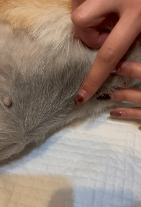 狗狗的肚及下半身有明顯輪軚印。fb「貓貓狗狗保護及領養區(香港)」Kray Ronald圖片