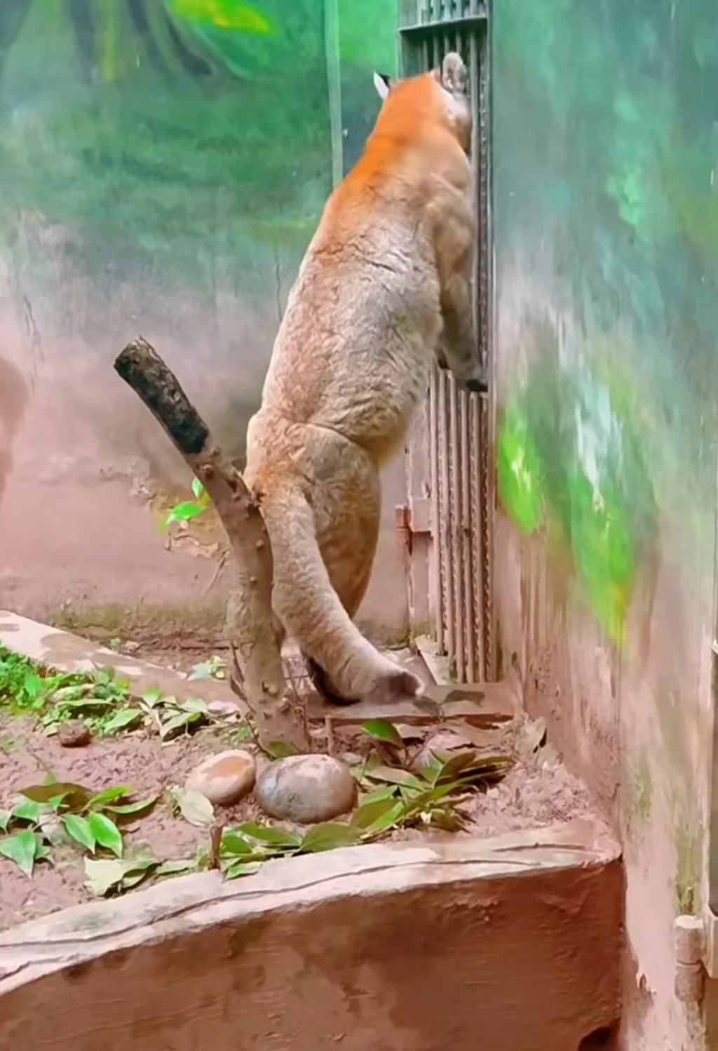 重慶金貓「阿宅」離世，全國動物園僅餘2-3隻同類動物，稀有過大熊貓。 