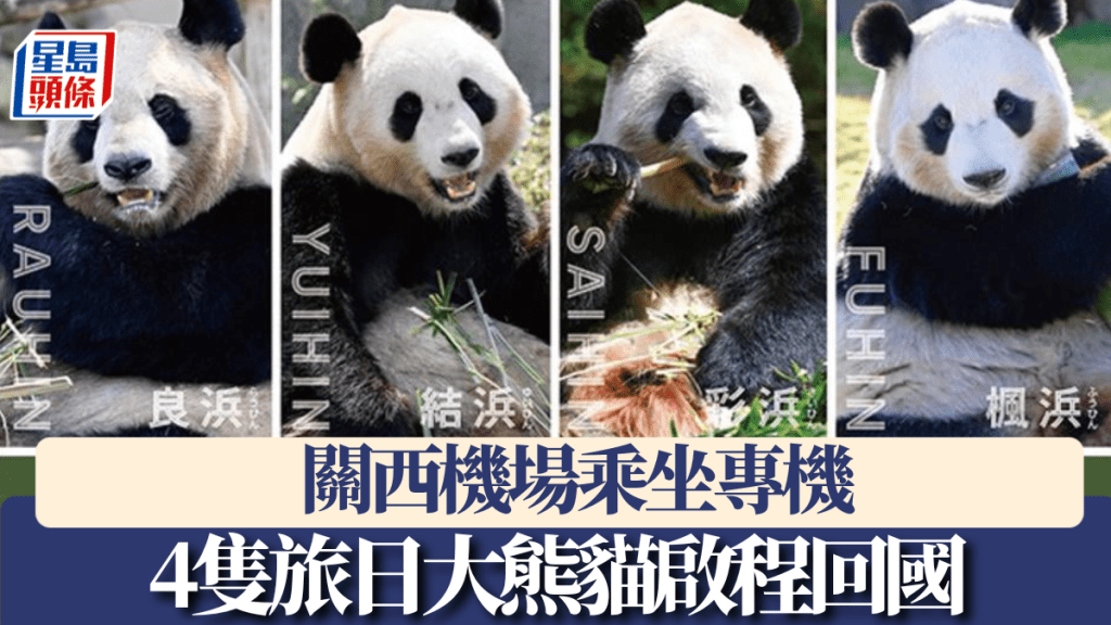 4隻旅日大熊貓啟程回國。和歌山縣冒險世界網站