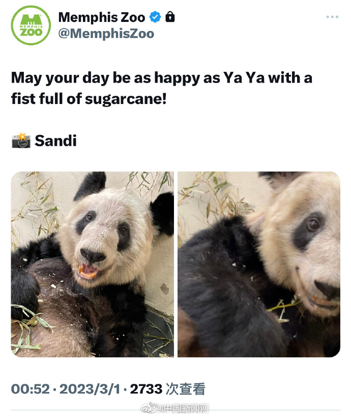 美国孟菲斯动物园发布大熊猫「丫丫」的最新动态。 微博图