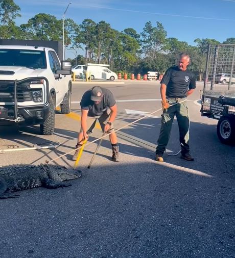 多人合力控制鱷魚。Facebook