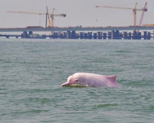 珠江口是中國最大中華白海豚棲息地。資料圖片