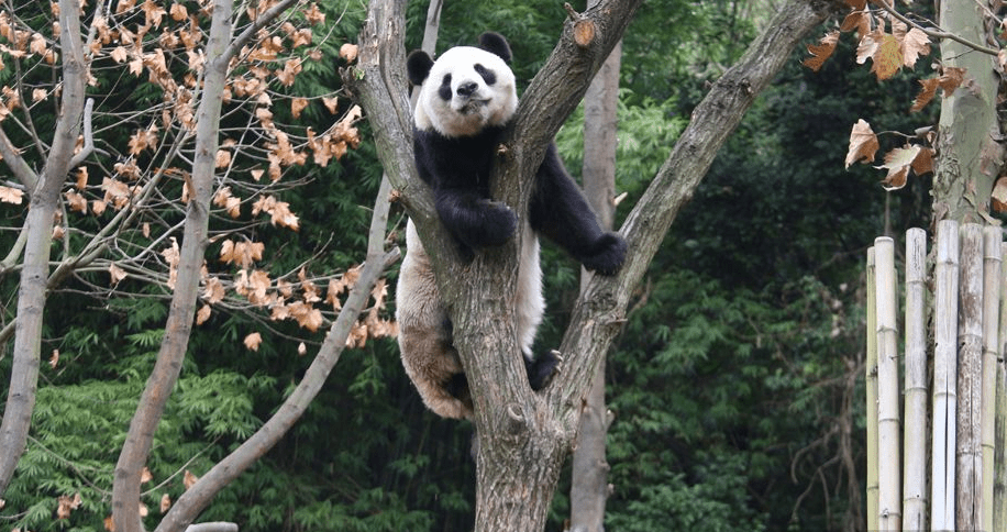大熊貓「融融」生前照片。中國大熊貓保護研究中心