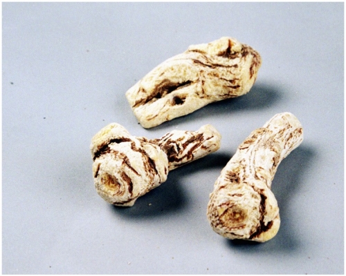 中藥商用俗稱硫磺薰製中藥情況普遍。圖為當歸。