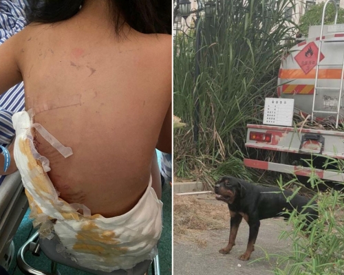 南昌市8歲女童被羅威納犬咬傷一事，引發關注。（網圖）