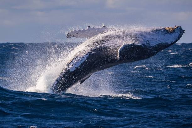 座頭鯨身型巨大，鯨爆威力不容小覷。