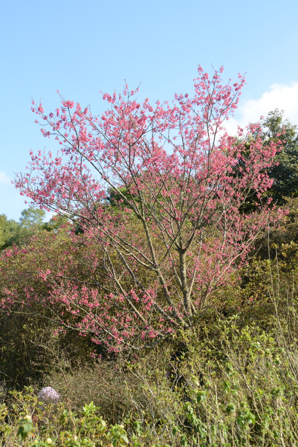 钟花樱桃的开花指数已达90%。