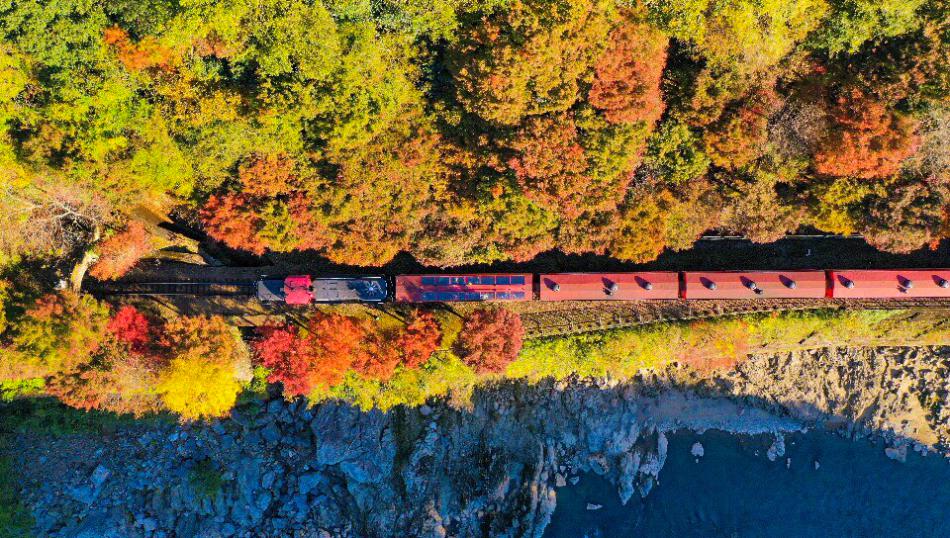 從高空下望，嵯峨野小火車猶如在紅葉林中穿梭的巨龍。