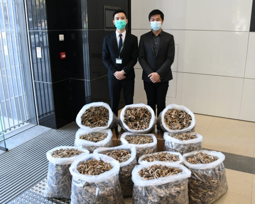 海關破獲今年最大宗走私懷疑乾海馬案件。