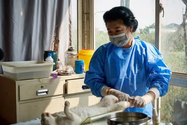 江苏太仓救助站内，兽医在临时搭建的简易手术台为猫咪进行手术。网图