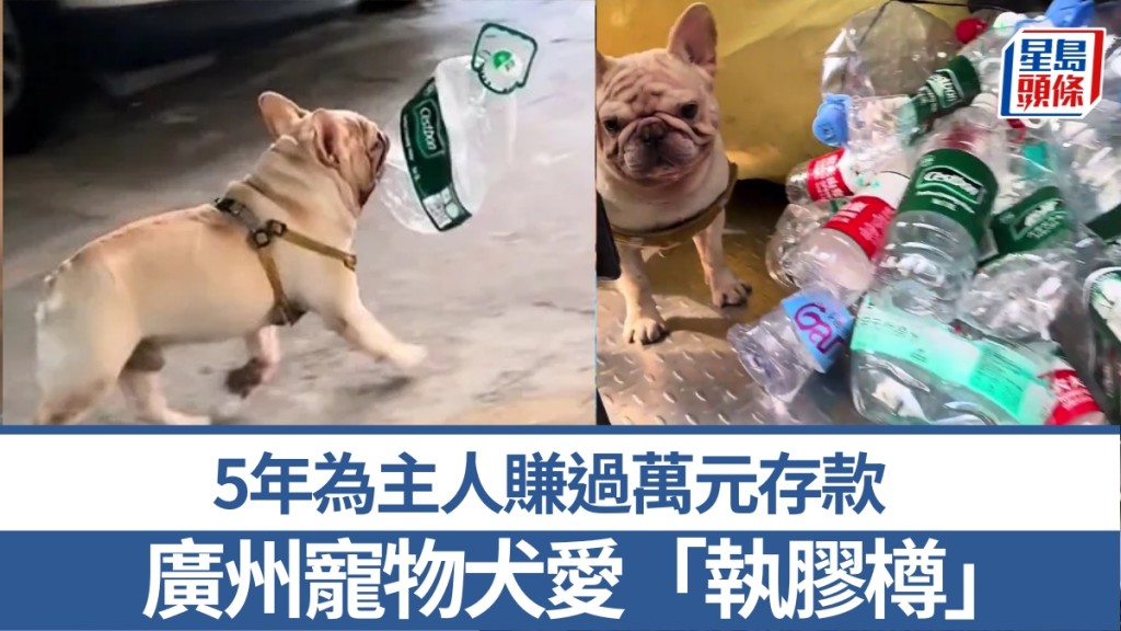 廣州寵物犬愛「執膠樽」，5年為主人賺萬元存款。