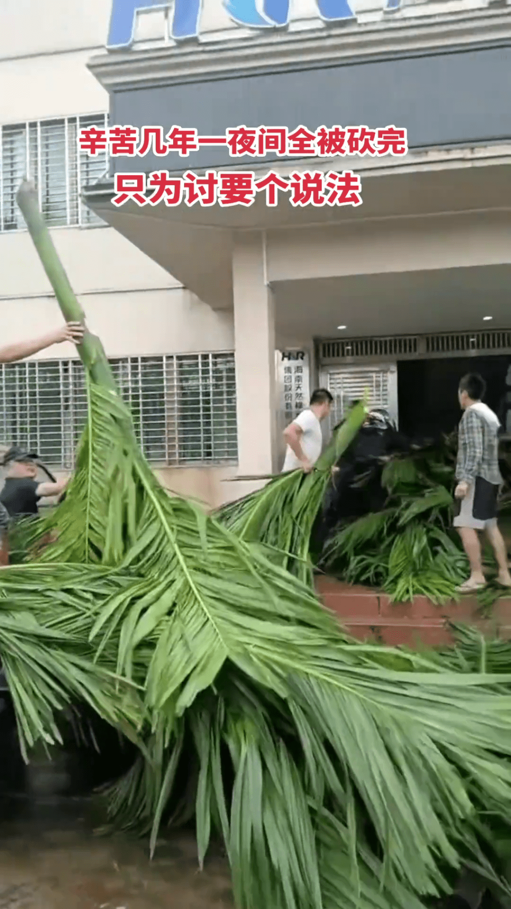 農民把被砍伐的檳榔樹堆到海膠集團公司大樓門口抗議。 農民把被砍伐的檳榔樹堆到海膠集團公司大樓門口抗議。