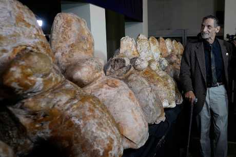 一名古生物學家周三在秘魯首都利馬站在巨像秘魯鯨的椎骨旁邊拍照。美聯社