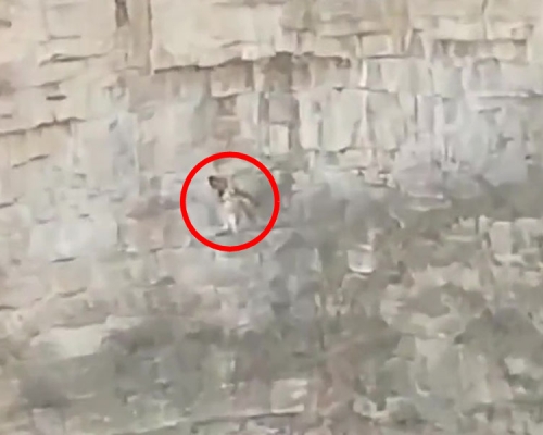 狗主人為了救小狗，從峭壁上綁繩慢慢降下去，將小狗救下。(網圖)