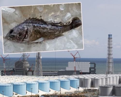 日本禁止福島黑鮋魚上市。