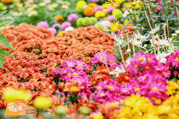 龍城公園主要展現菊花絢爛的色彩與多樣的形態。