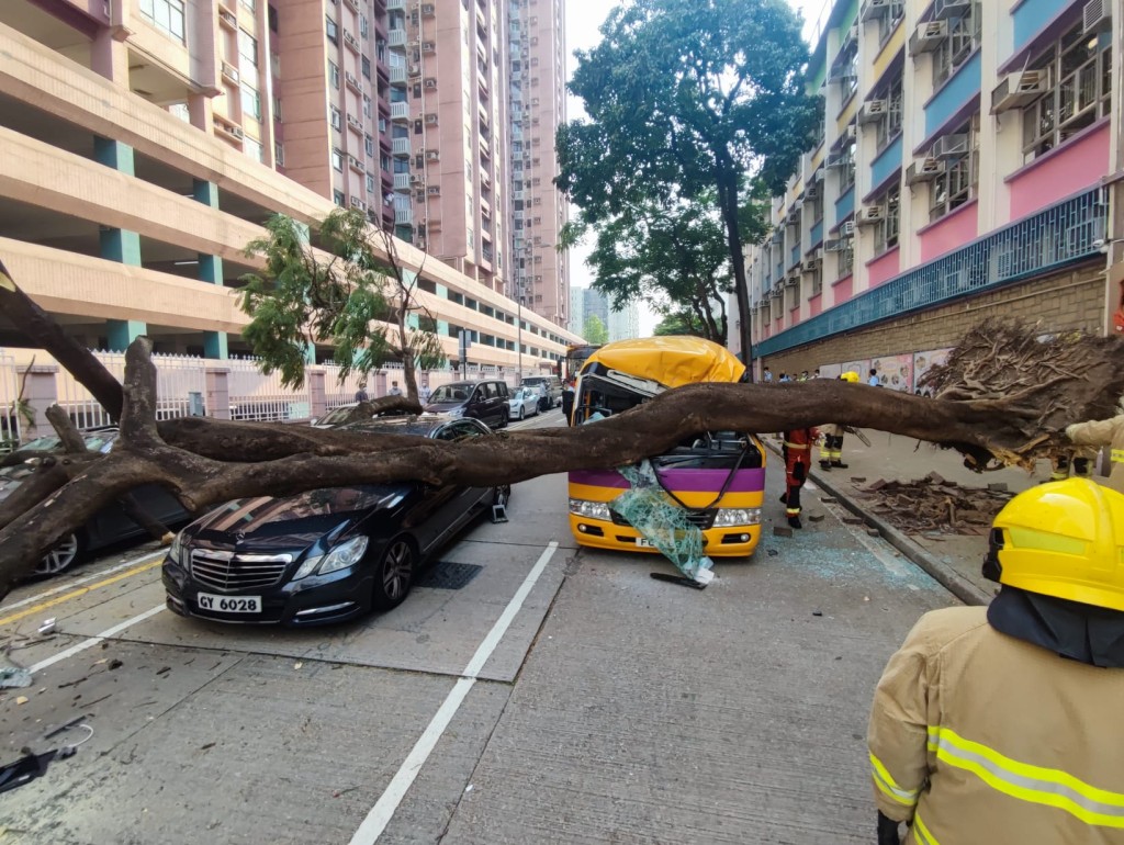 何文田巴富街今早發生大樹壓車意外。