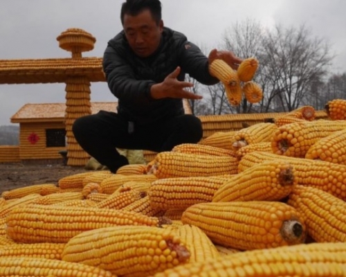 刘洪财与14位名村民花了近半个月时间，用上两万多条粟米建造了一个「黄金屋」。网上图片