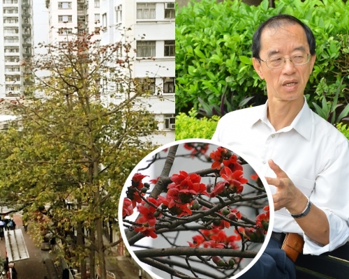 林超英指其寓所附近的木棉花卻出現半樹紅花，有別於過往大朵紅花盛開的豪邁景象。