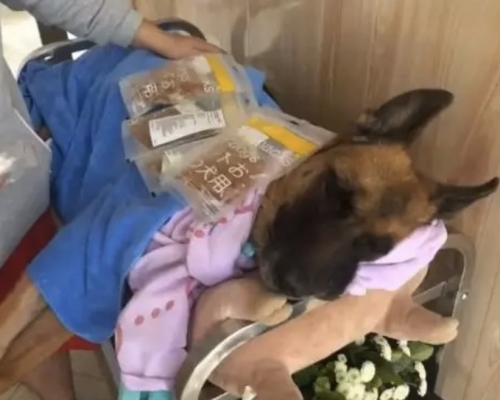 汶川地震最後一隻搜救犬「沈虎」於29日過世，享年14歲。網上圖片