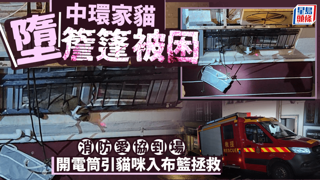 貓隻被困一樓與二樓之間簷蓬。黎志偉攝