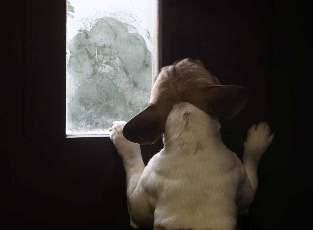 比利时班什狂欢节服饰租赁店的一只法国斗牛犬（French bulldog）正望向窗外。 路透社