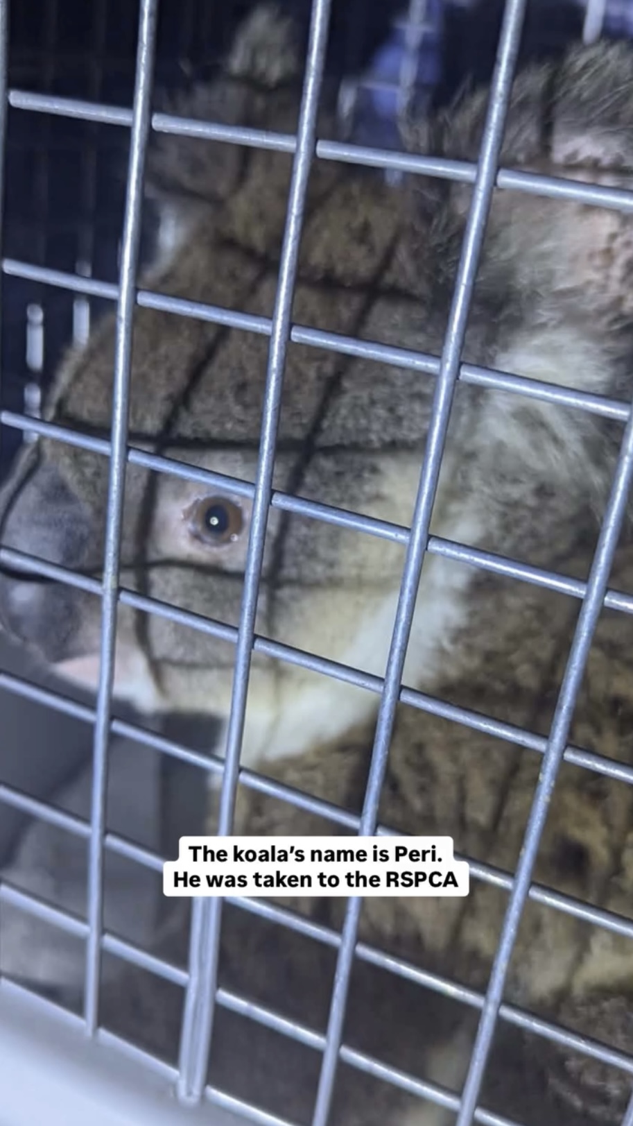 動物保護組織接受佩里。 fb / Koala Rescue Brisbane South