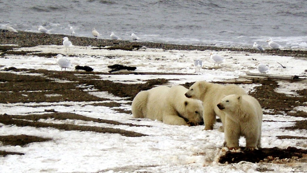 加拿大北部努納伏特區（Nunavut）一名工程人員造2頭北極熊襲擊喪命。 路透社示意圖