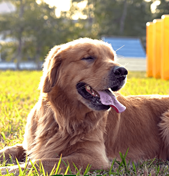 Alpha是海關毒品搜查犬，曾被人走私偷運到香港。fb：香港海關
